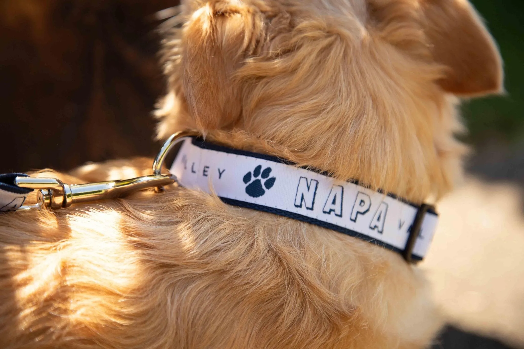 1" Dog Collar Printed with a Customizable BLOCK SPORT COLLECTION Design